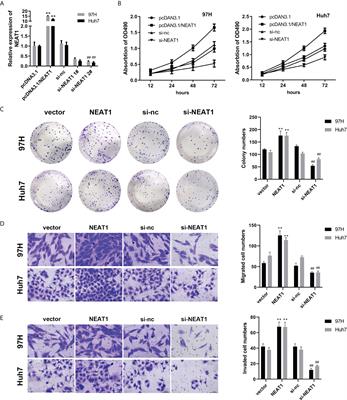 lncRNA NEAT1 promotes the proliferation and metastasis of hepatocellular carcinoma by regulating the FOXP3/PKM2 axis